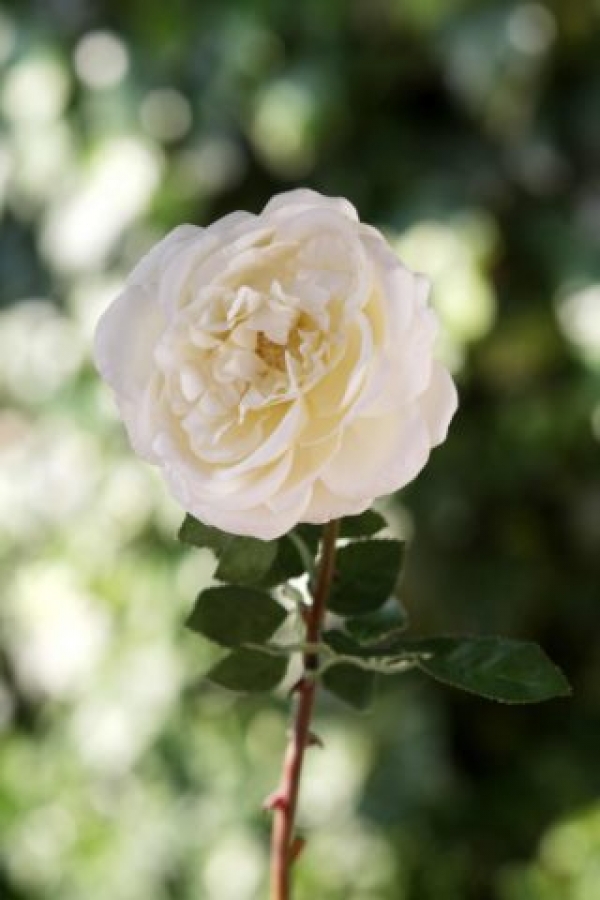 Old English Rose Ivory Single.jpg