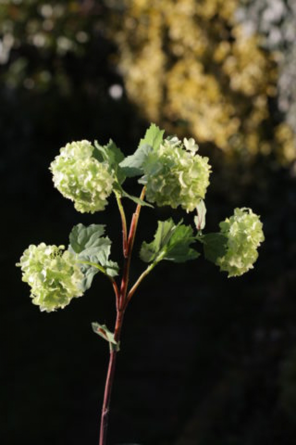 Viburnum Pale Green.jpg